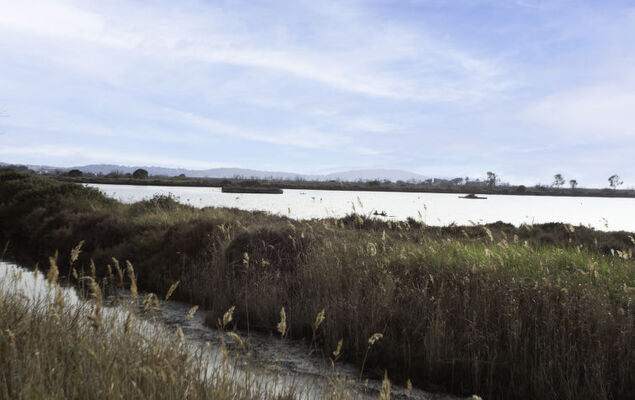 Port de La Gavine - Photo 24