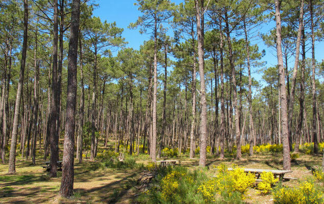 Les Chênes - Photo 30